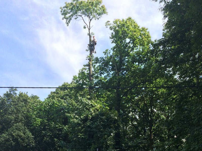 tree surgeon