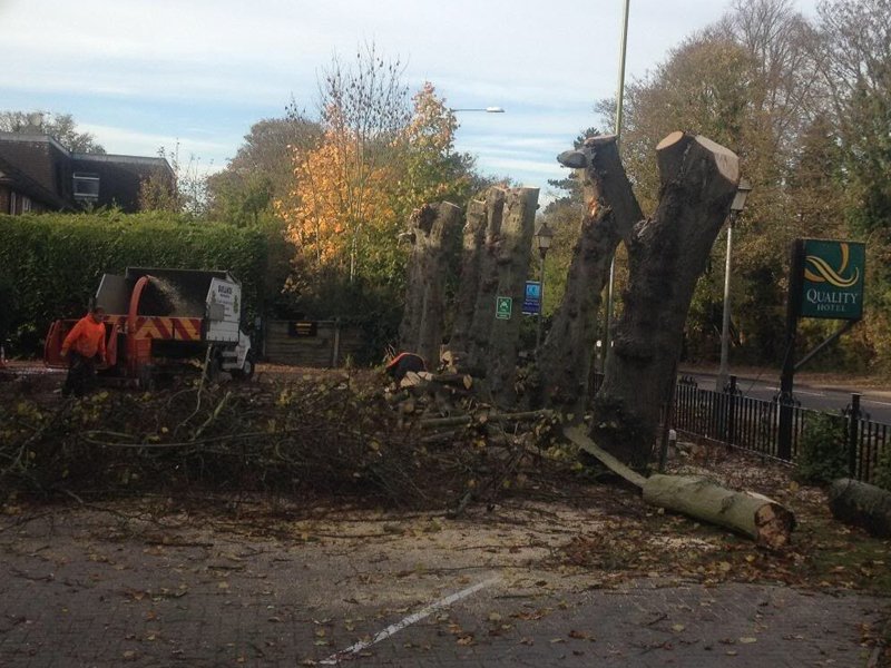 Appreciating and Helping UK Trees