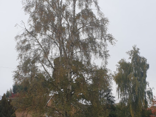 professional landscaping