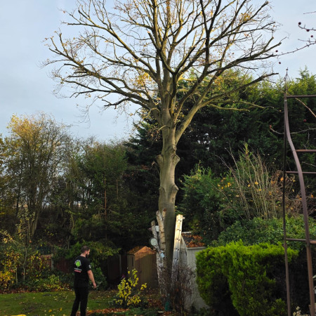 tree surgeon Borehamwood