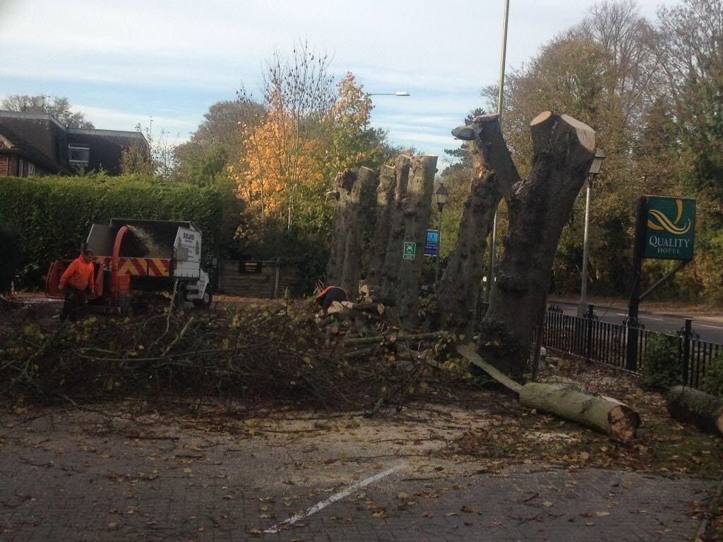 removing tree stumps